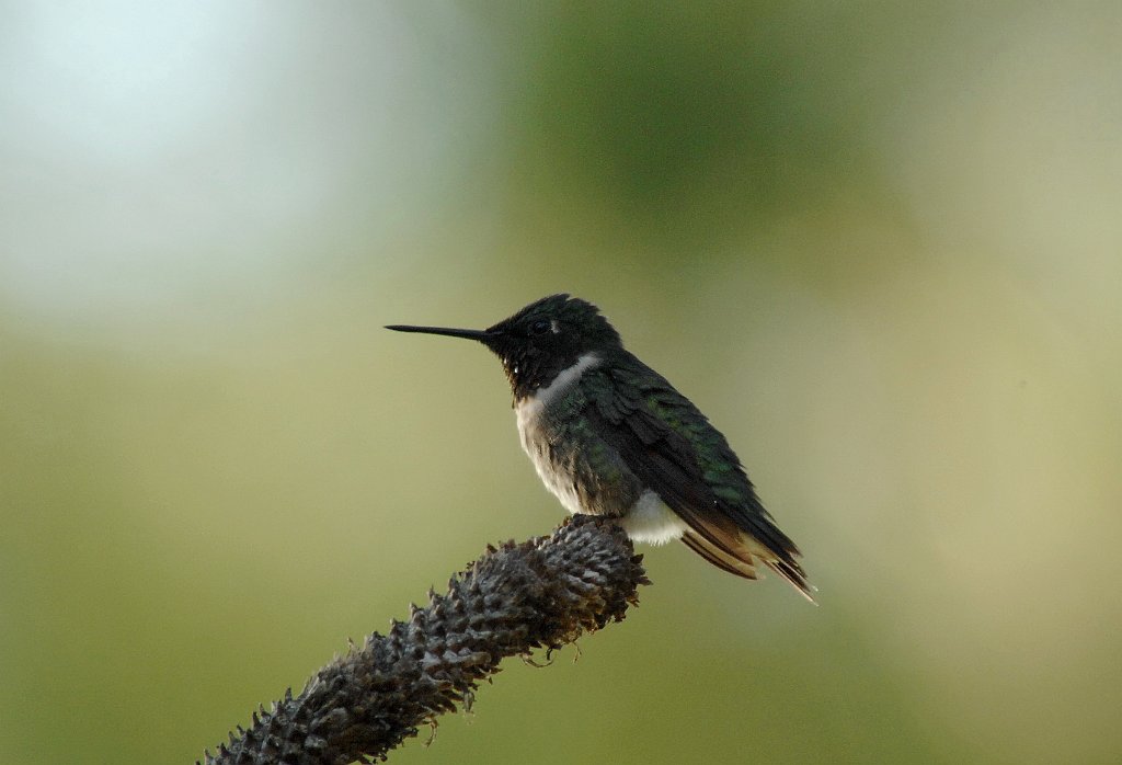 Hummingbird, Ruby-throated, 2011-09014469b Whispering Pines, NC.JPG - Ruby-throated Hummingbird. At Carol & John's house, Whispering Pines, NC, 9-1-2011